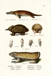 Duckbilled Platypus, 1824